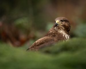 Preview wallpaper hawk, bird, brown, predator, wildlife