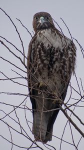 Preview wallpaper hawk, bird, brown, predator, branch
