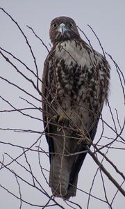 Preview wallpaper hawk, bird, brown, predator, branch