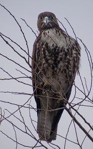 Preview wallpaper hawk, bird, brown, predator, branch