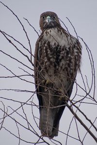 Preview wallpaper hawk, bird, brown, predator, branch