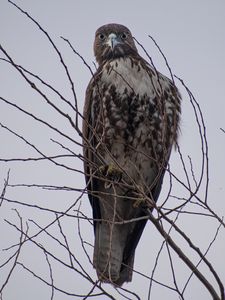 Preview wallpaper hawk, bird, brown, predator, branch