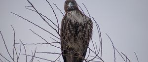 Preview wallpaper hawk, bird, brown, predator, branch