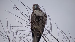 Preview wallpaper hawk, bird, brown, predator, branch