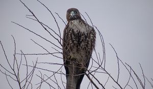 Preview wallpaper hawk, bird, brown, predator, branch