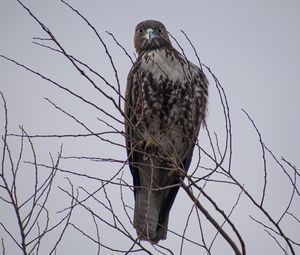 Preview wallpaper hawk, bird, brown, predator, branch
