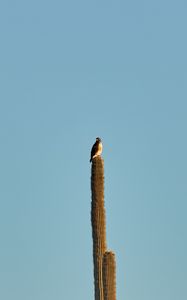 Preview wallpaper hawk, bird, cactus, minimalism