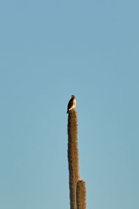 Preview wallpaper hawk, bird, cactus, minimalism