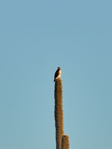 Preview wallpaper hawk, bird, cactus, minimalism