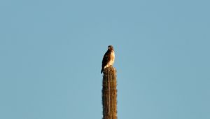 Preview wallpaper hawk, bird, cactus, minimalism