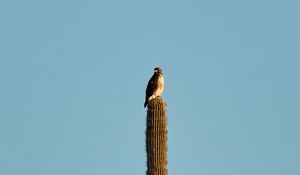 Preview wallpaper hawk, bird, cactus, minimalism