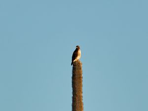 Preview wallpaper hawk, bird, cactus, minimalism