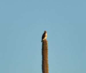 Preview wallpaper hawk, bird, cactus, minimalism