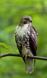 Preview wallpaper hawk, bird, feathers, watching, branch, wildlife