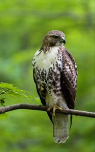 Preview wallpaper hawk, bird, feathers, watching, branch, wildlife