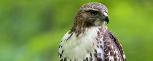 Preview wallpaper hawk, bird, feathers, watching, branch, wildlife