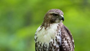 Preview wallpaper hawk, bird, feathers, watching, branch, wildlife