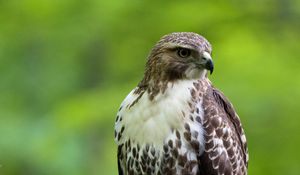 Preview wallpaper hawk, bird, feathers, watching, branch, wildlife