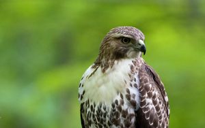 Preview wallpaper hawk, bird, feathers, watching, branch, wildlife