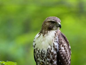 Preview wallpaper hawk, bird, feathers, watching, branch, wildlife