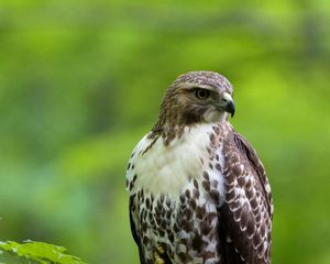 Preview wallpaper hawk, bird, feathers, watching, branch, wildlife