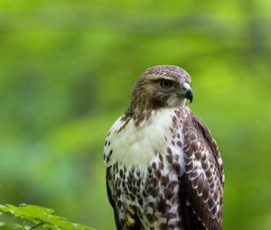 Preview wallpaper hawk, bird, feathers, watching, branch, wildlife