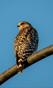 Preview wallpaper hawk, bird, feathers, watching, wildlife