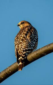 Preview wallpaper hawk, bird, feathers, watching, wildlife