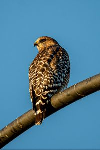 Preview wallpaper hawk, bird, feathers, watching, wildlife