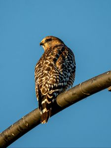 Preview wallpaper hawk, bird, feathers, watching, wildlife