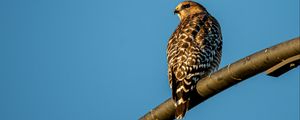 Preview wallpaper hawk, bird, feathers, watching, wildlife