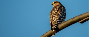 Preview wallpaper hawk, bird, feathers, watching, wildlife