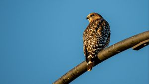 Preview wallpaper hawk, bird, feathers, watching, wildlife
