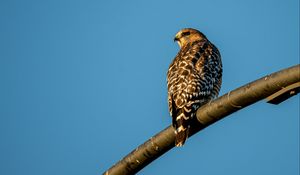 Preview wallpaper hawk, bird, feathers, watching, wildlife