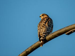 Preview wallpaper hawk, bird, feathers, watching, wildlife