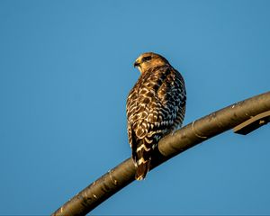 Preview wallpaper hawk, bird, feathers, watching, wildlife