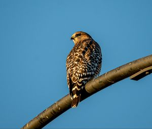 Preview wallpaper hawk, bird, feathers, watching, wildlife