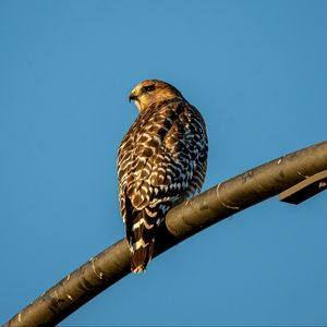 Preview wallpaper hawk, bird, feathers, watching, wildlife