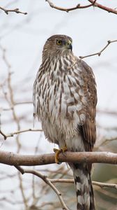 Preview wallpaper hawk, bird, feathers, branch, wildlife