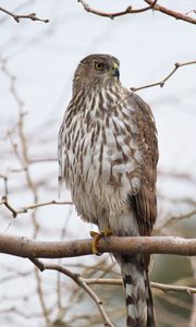 Preview wallpaper hawk, bird, feathers, branch, wildlife