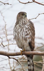 Preview wallpaper hawk, bird, feathers, branch, wildlife