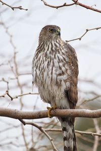 Preview wallpaper hawk, bird, feathers, branch, wildlife