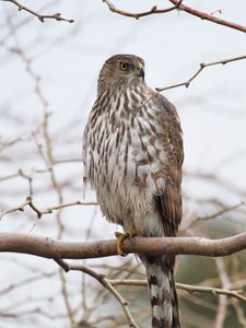 Preview wallpaper hawk, bird, feathers, branch, wildlife