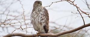 Preview wallpaper hawk, bird, feathers, branch, wildlife