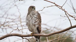 Preview wallpaper hawk, bird, feathers, branch, wildlife