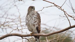 Preview wallpaper hawk, bird, feathers, branch, wildlife