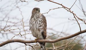 Preview wallpaper hawk, bird, feathers, branch, wildlife