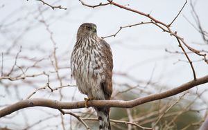 Preview wallpaper hawk, bird, feathers, branch, wildlife