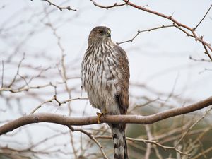 Preview wallpaper hawk, bird, feathers, branch, wildlife