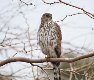 Preview wallpaper hawk, bird, feathers, branch, wildlife